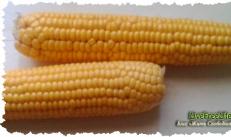 The difference between fodder corn and food corn