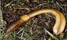 Интересные факты о кольчатых червях 15 интересных фактов о червях