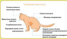 Nebezpečenstvo urolitiázy u mačiek Je urolitiáza u mačiek liečiteľná alebo nie?