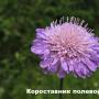The beauty and benefits of the Russian land - meadow and wild flowers