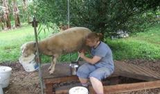 Bir iş olarak et için koyun yetiştirmek - bir iş planı hazırlayın