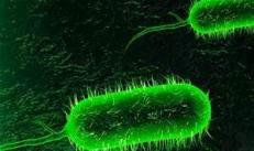 Researcher swallows Vibrio cholerae