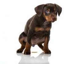 Bir köpek işemiyor - ciddi hastalıkların ilk belirtileri Bir köpek üç günden fazla işmezse ne olabilir?