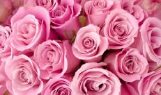 Dream interpretation a lot of pink roses around me