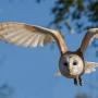 Consider what the owl dreams of according to the interpretation of our dream book
